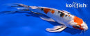 6.75" YAMATO NISHIKI BUTTERFLY