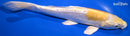 9.25" DOITSU LEMON HARIWAKE