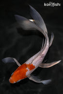 8.25" OCHIBA SHIGURE BUTTERFLY