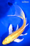 9" YAMABUKI OGON BUTTERFLY