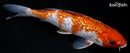 6.25" GINRIN OCHIBA SHIGURE