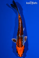 5.5" BENI KIKOKURYU