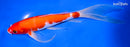 9" KOHAKU BUTTERFLY