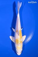 7" LEMON HARIWAKE