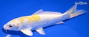 7" LEMON HARIWAKE
