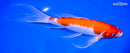 9" KOHAKU BUTTERFLY