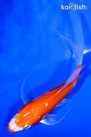 5" KUCHIBENI KOHAKU BUTTERFLY