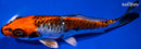 5.5" BENI KIKOKURYU