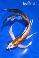 9.5" KUCHIBENI KIN KIKOKURYU BUTTERFLY