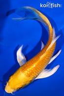 5.5" YAMABUKI OGON BUTTERFLY