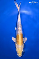 9.25" DOITSU LEMON HARIWAKE