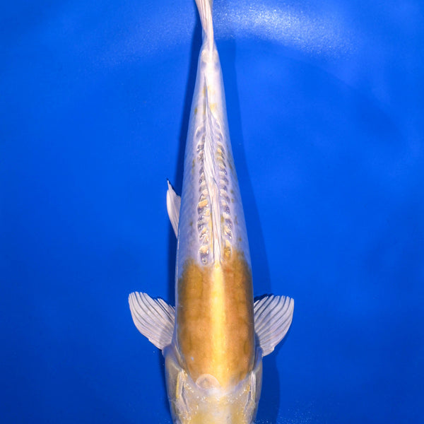 Yellow Koi Fish for Sale | Koi Fish USA – Page 3