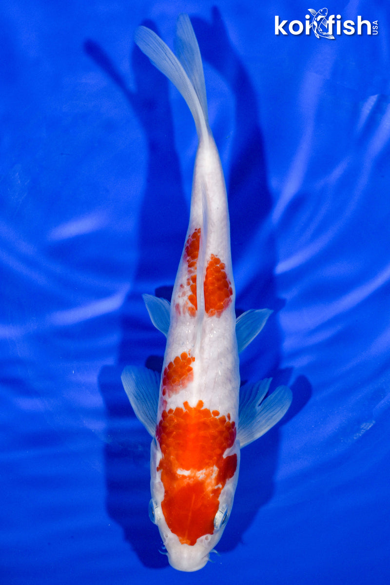 8.5" KOHAKU