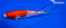 5.5" KOHAKU BUTTERFLY