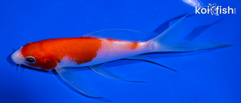 5.5" KOHAKU BUTTERFLY
