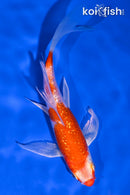 5.5" GINRIN HARIWAKE BUTTERFLY