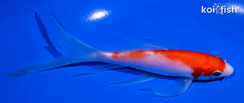 5.5" KOHAKU BUTTERFLY