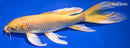 9.75" YAMABUKI OGON BUTTERFLY