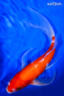 9" KOHAKU BUTTERFLY