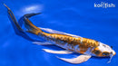 9.5" KUCHIBENI KIN KIKOKURYU BUTTERFLY