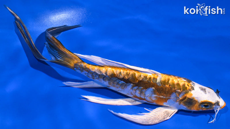 Black Koi Fish for Sale | Koi Fish USA – Page 7