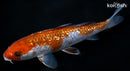 6.25" GINRIN OCHIBA SHIGURE