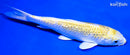 6" GINRIN LEMON HARIWAKE