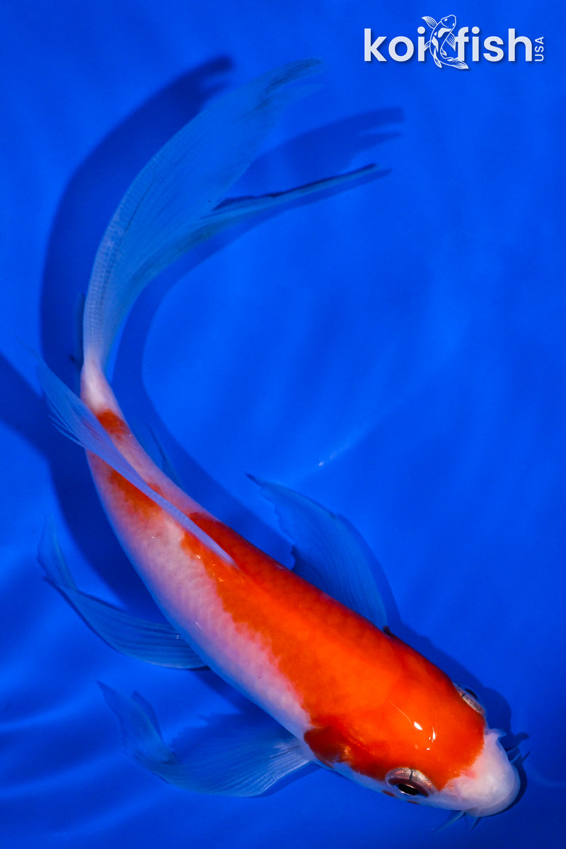 5.5" KOHAKU BUTTERFLY