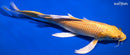 9.75" YAMABUKI OGON BUTTERFLY