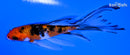 5.25" GINRIN AKA SANKE BUTTERFLY