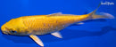 5.5" YAMABUKI OGON