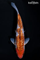 6.25" GINRIN OCHIBA SHIGURE