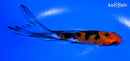 5.25" GINRIN AKA SANKE BUTTERFLY