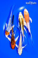 PACK OF (5) 4-5" BUTTERFLY KOI