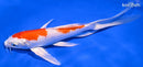 7.5" HARIWAKE BUTTERFLY