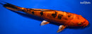 10.5" DOITSU KIN ORENJI BEKKO