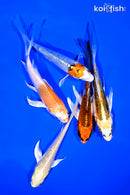 PACK OF (5) 4-5" BUTTERFLY KOI