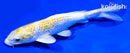 6" GINRIN LEMON HARIWAKE
