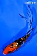 5.25" GINRIN AKA SANKE BUTTERFLY