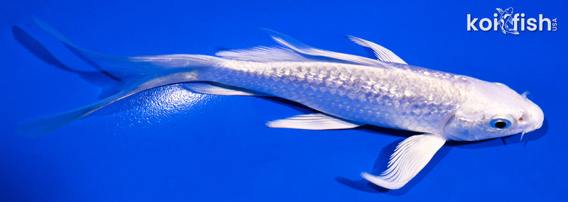 5.25" GINRIN PLATINUM OGON BUTTERFLY