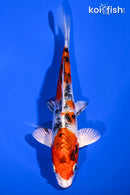6.5" GINRIN YAMATO NISHIKI