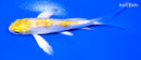 4.75" GINRIN LEMOM HARIWAKE BUTTERFLY