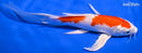 7.5" HARIWAKE BUTTERFLY