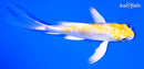 4.75" GINRIN LEMOM HARIWAKE BUTTERFLY
