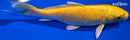 5.5" YAMABUKI OGON