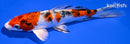 6.5" GINRIN YAMATO NISHIKI