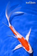 7.5" HARIWAKE BUTTERFLY
