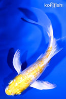 4.75" GINRIN LEMOM HARIWAKE BUTTERFLY