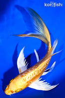 7.75" ARAGOKE YAMABUKI OGON BUTTERFLY