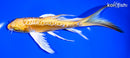 7.75" ARAGOKE YAMABUKI OGON BUTTERFLY